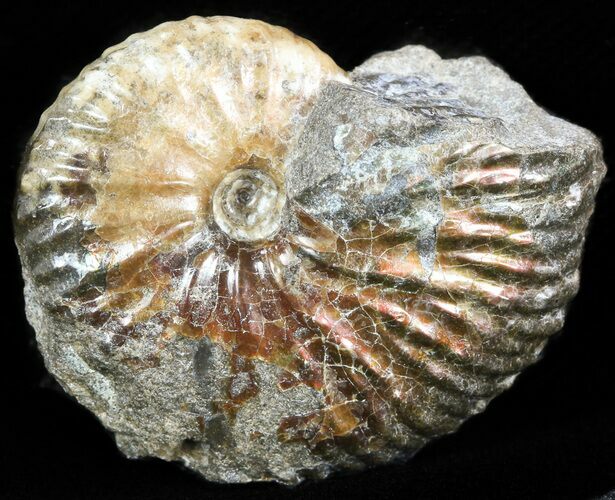 Discoscaphites Gulosus Ammonite - South Dakota #46874